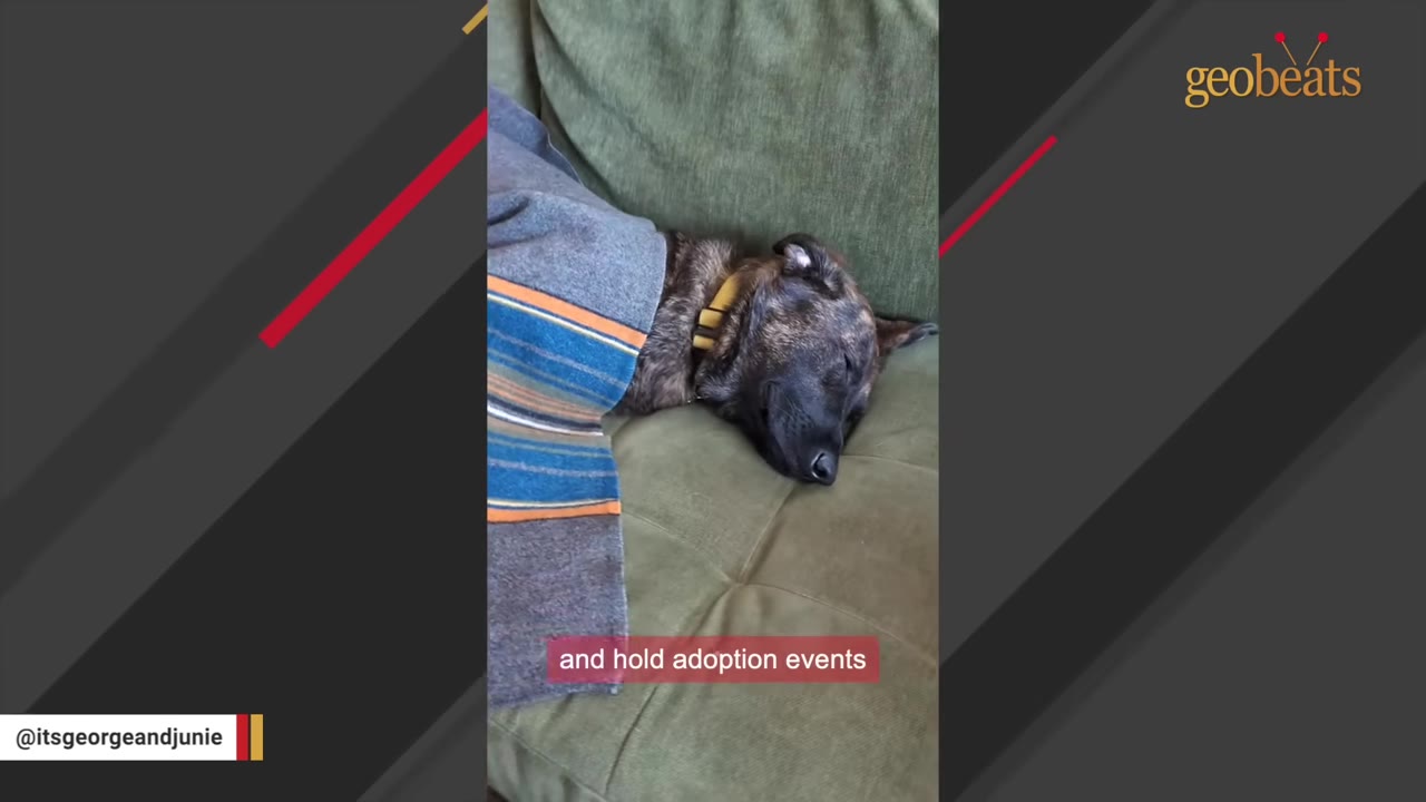 A brindle dog sleeping peacefully on a green couch, tucked under a blue and orange striped blanket, with a subtitle that reads 'and hold adoption events'.