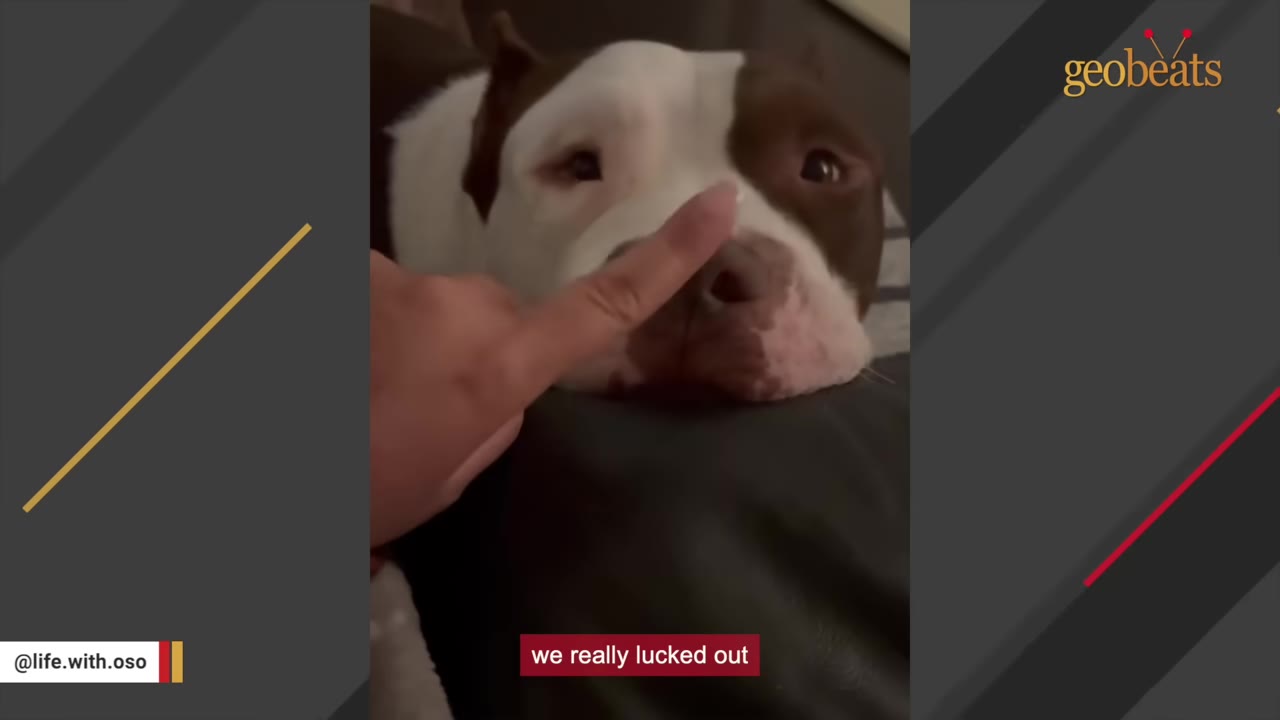A close-up of a brown and white pit bull resting its head calmly while a person gently touches its nose with a finger.