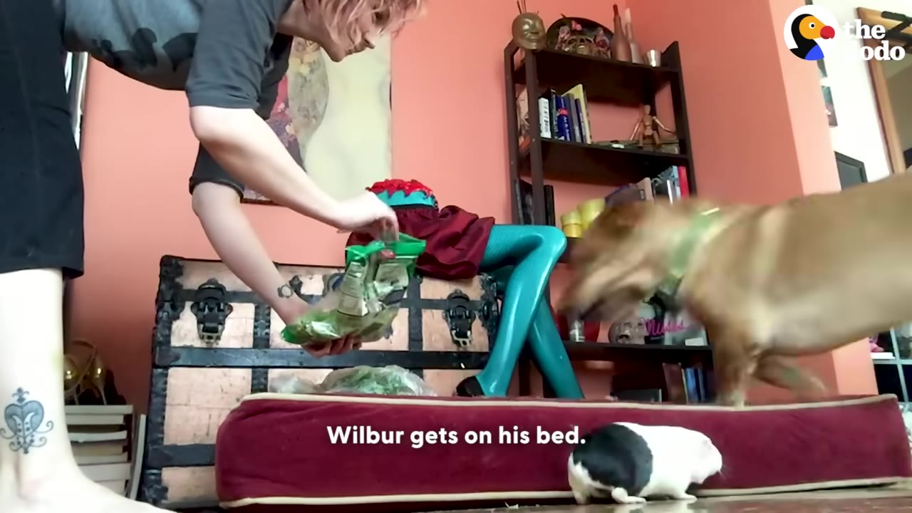 A person holds a bag of green leafy vegetables over a red pet bed where a black and white guinea pig stands, while a brown dog walks past.
