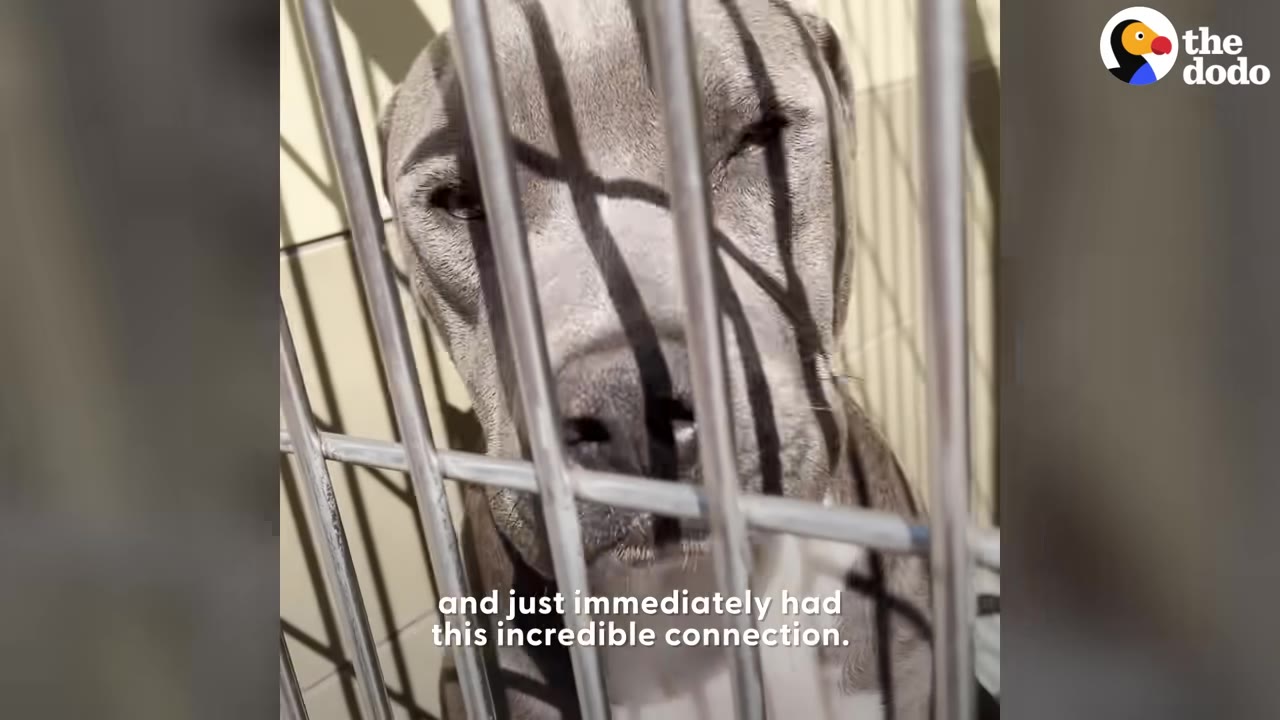 A close-up of a grey dog looking sadly through the metal bars of a shelter kennel.