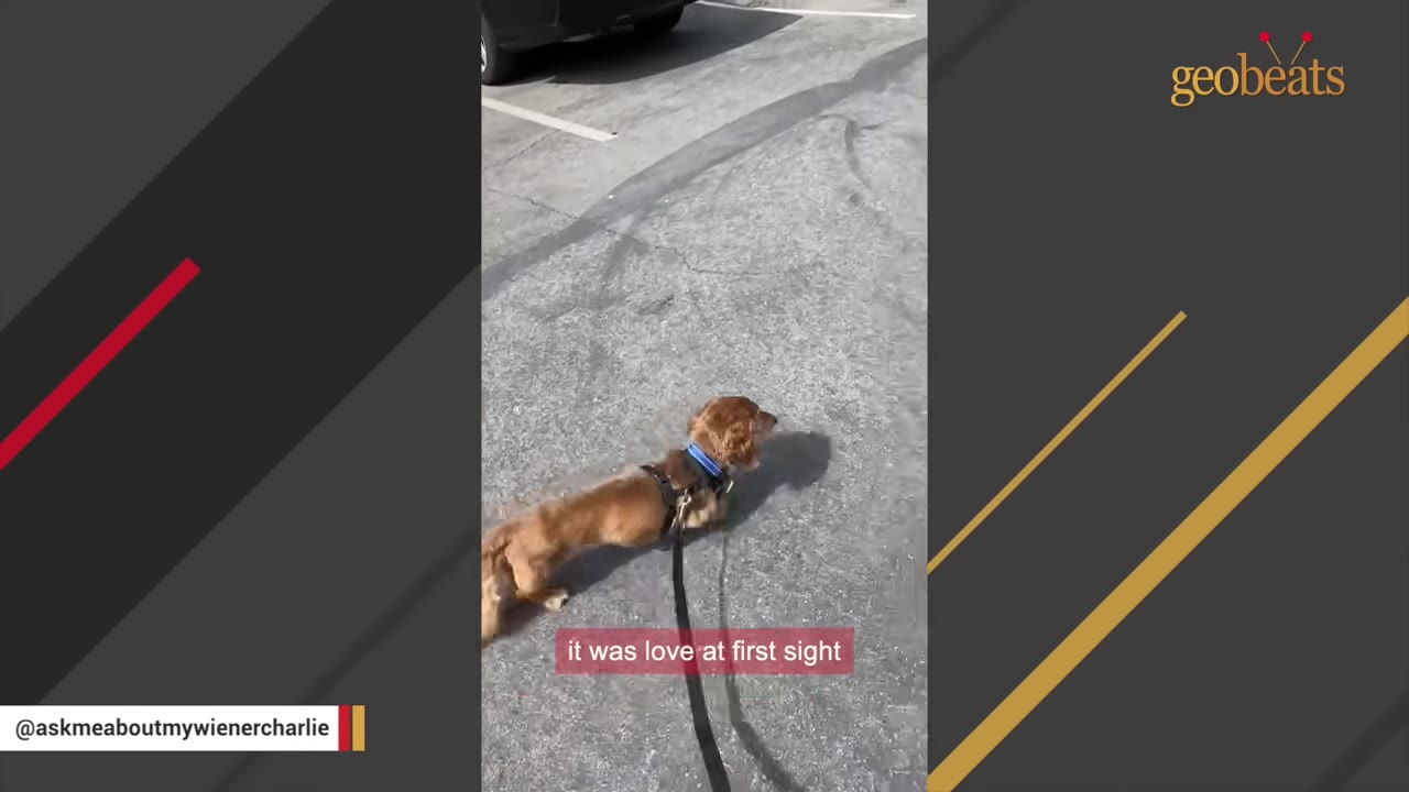 A small brown dachshund wearing a harness and leash walks on a paved surface, with a text overlay that reads 'it was love at first sight'.