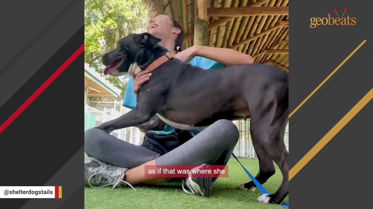 A black and white dog happily climbs onto the lap of a smiling woman sitting on the grass outdoors.