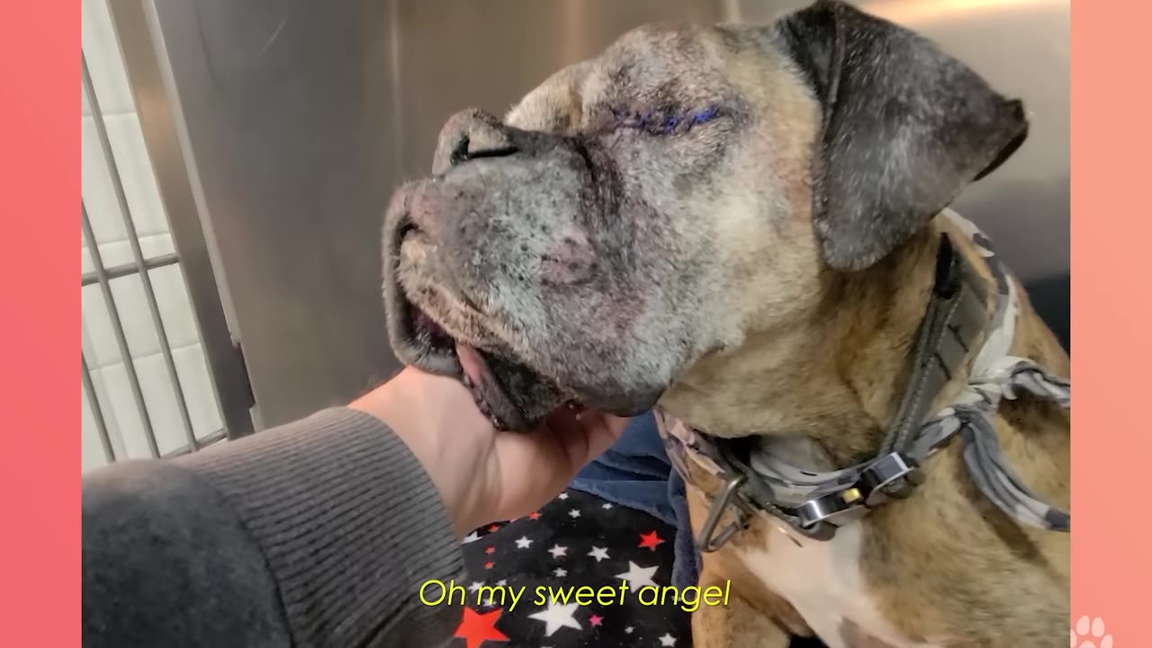 A close-up of a brindle boxer dog with surgical stitches near his eye, resting his chin gently in a person's hand.