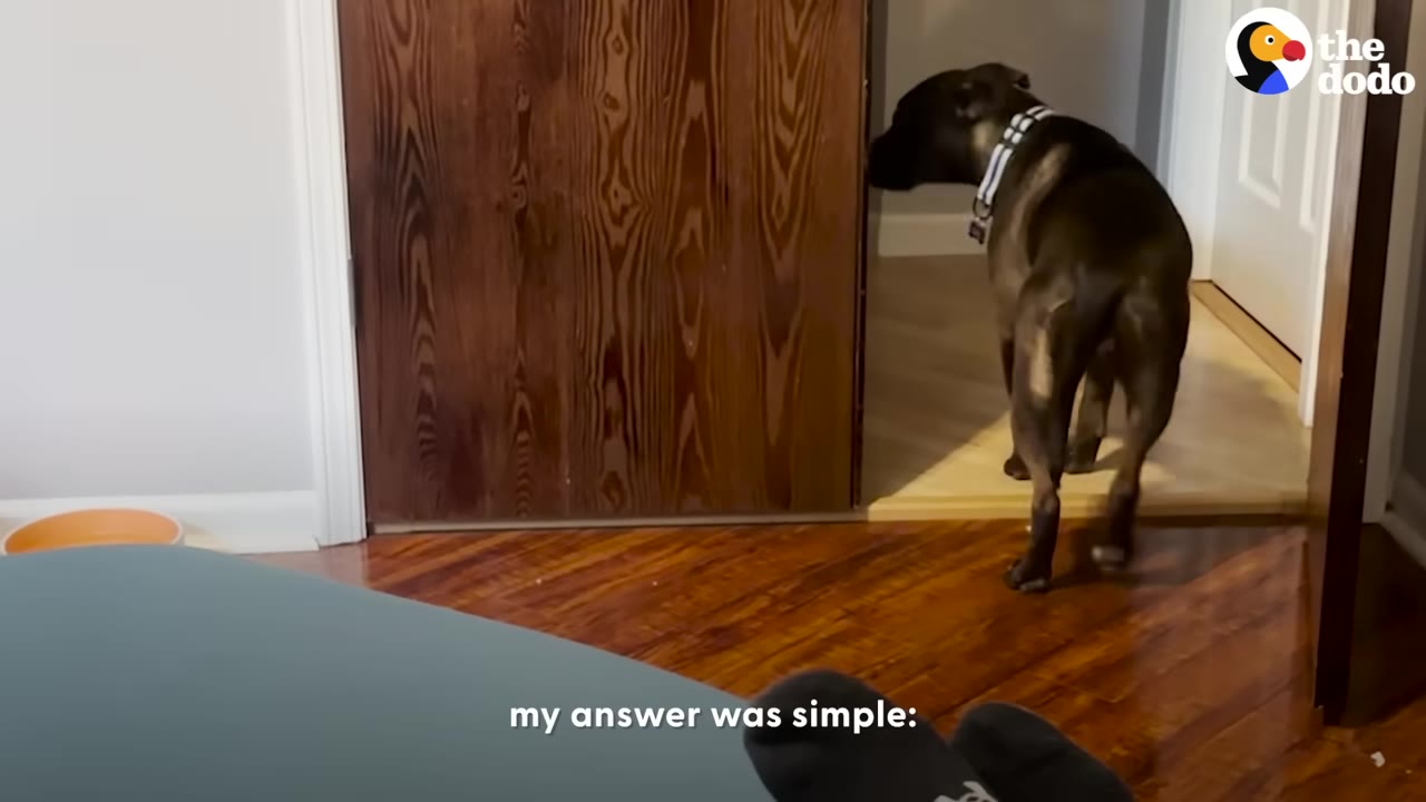 A dark brown dog with a striped collar walks through a doorway into a room with hardwood floors.