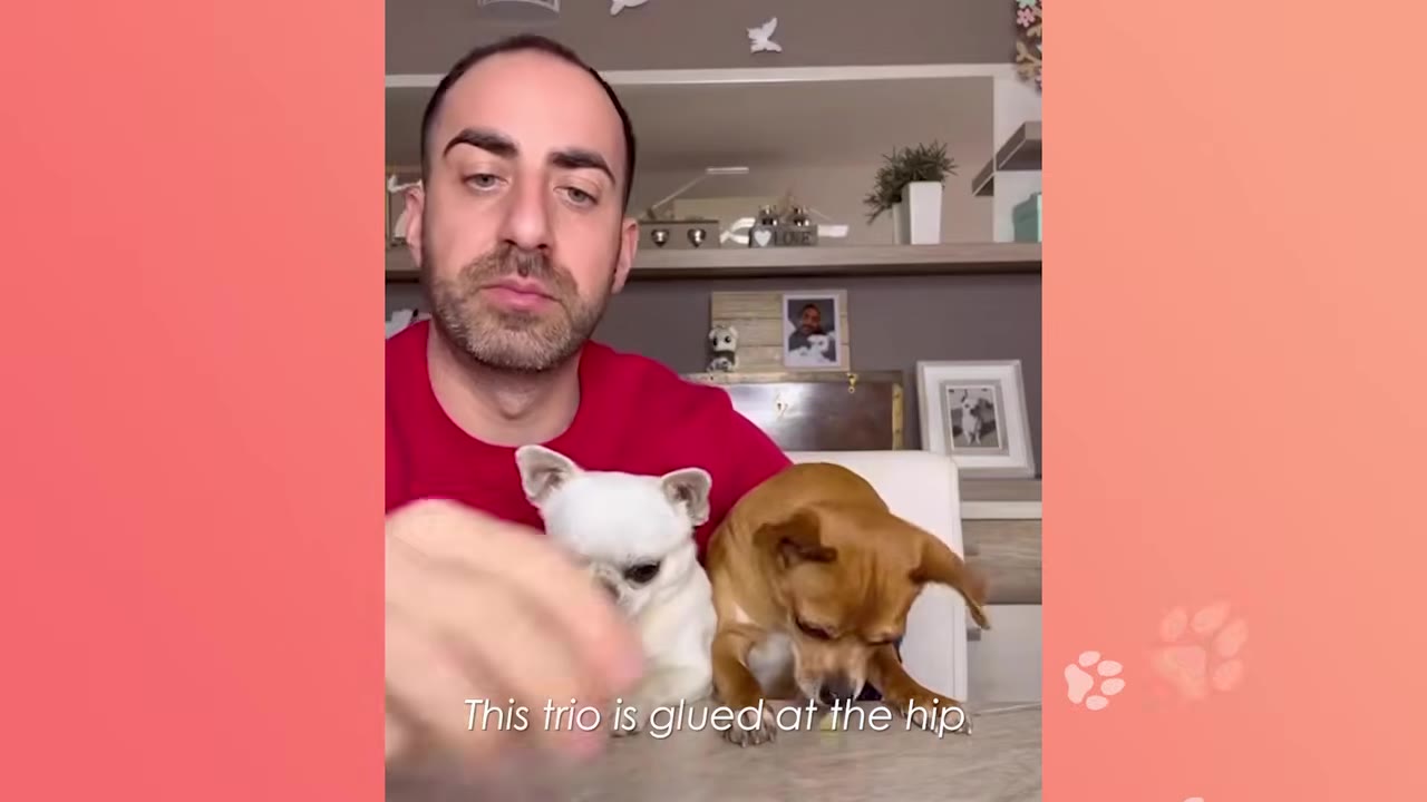 A man in a red shirt sitting with a small white dog and a small brown dog on his lap.