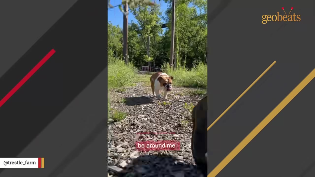 A brown and white bulldog walking along a woodchip path outdoors, following the camera.