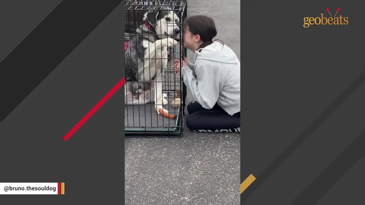 A young girl in a grey hoodie kneels on the pavement, locking eyes with a black and white dog inside a wire crate who has raised his paw.