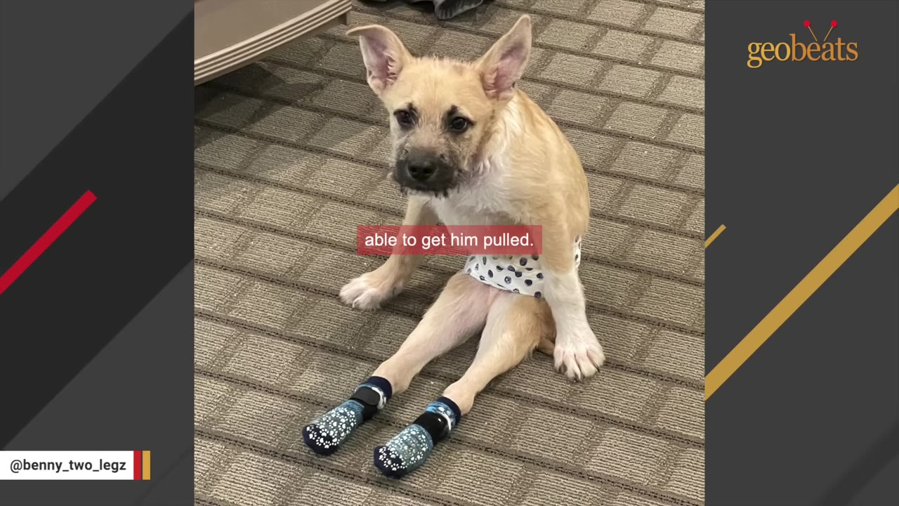 A light brown puppy with large ears sits upright on a carpeted floor, wearing a polka-dot diaper and blue-and-white patterned socks on his hind legs.