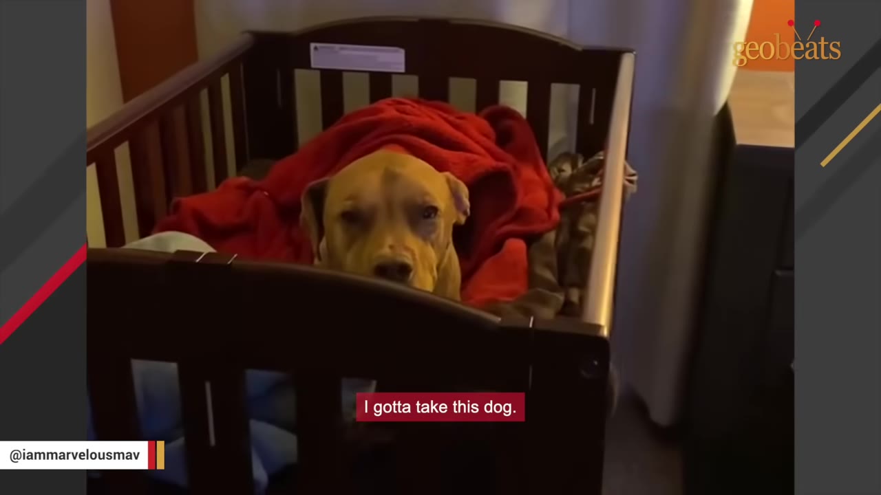 A brown dog looking out from a wooden crib with a red blanket draped over it, with a subtitle reading 'I gotta take this dog.'