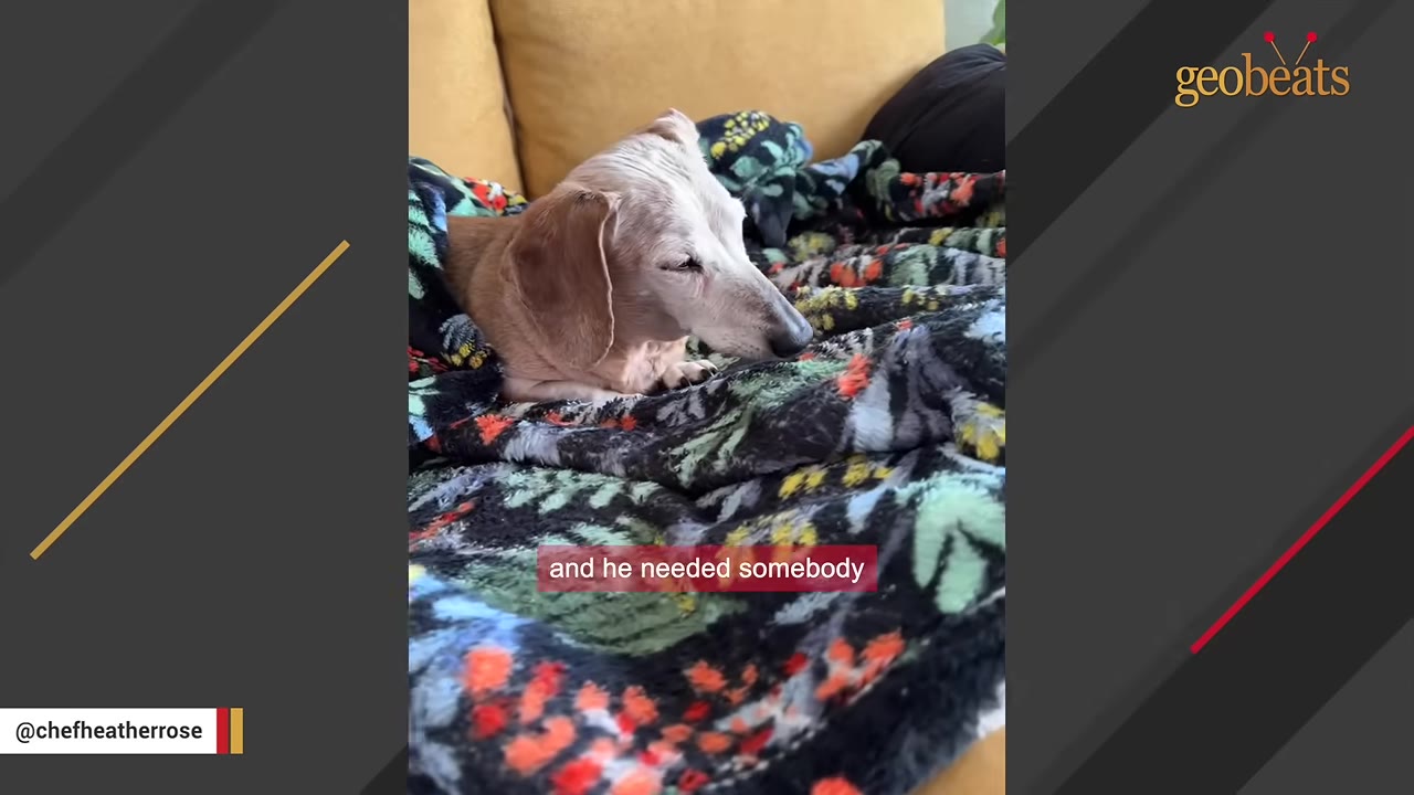 An elderly dachshund dog resting on a colorful patterned blanket on a yellow couch.