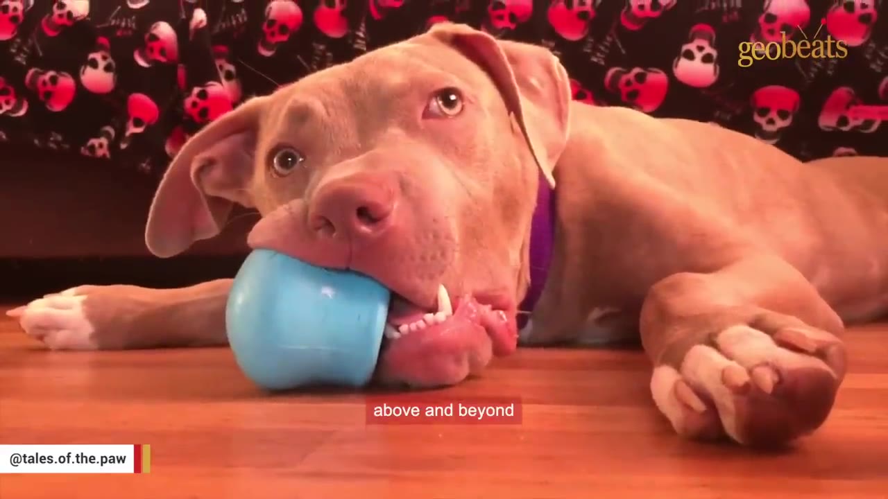 A light brown dog with a purple collar lies on a wooden floor, holding a blue plastic cup in its mouth and looking up with wide eyes.