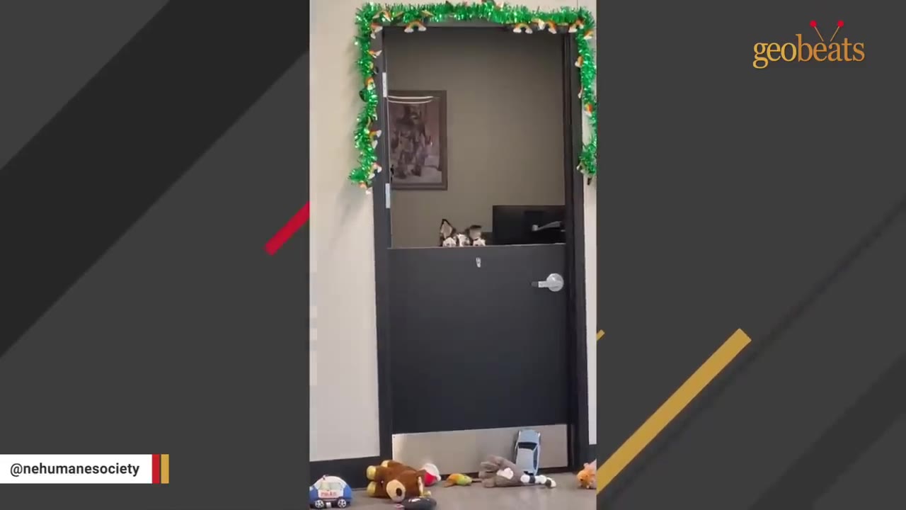 A dog peeks over a black half-door decorated with green tinsel, looking at several plush toys scattered on the floor outside.