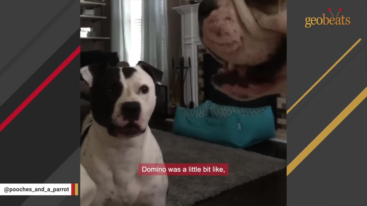 A black and white dog named Domino looks up with wide eyes as another dog's snout is visible in the upper right corner of the frame.
