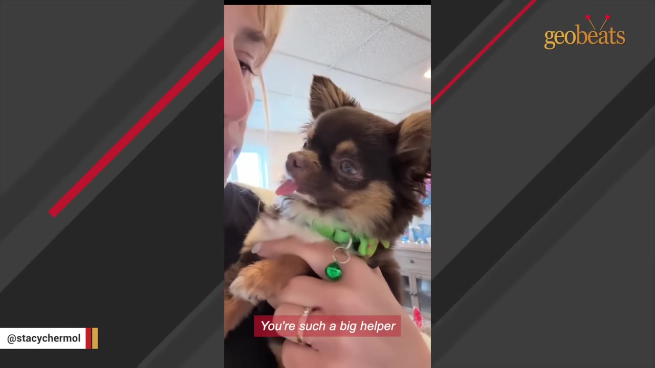 A close-up of a small brown and tan long-haired Chihuahua being held close by a woman, looking up at her face with its tongue slightly out.