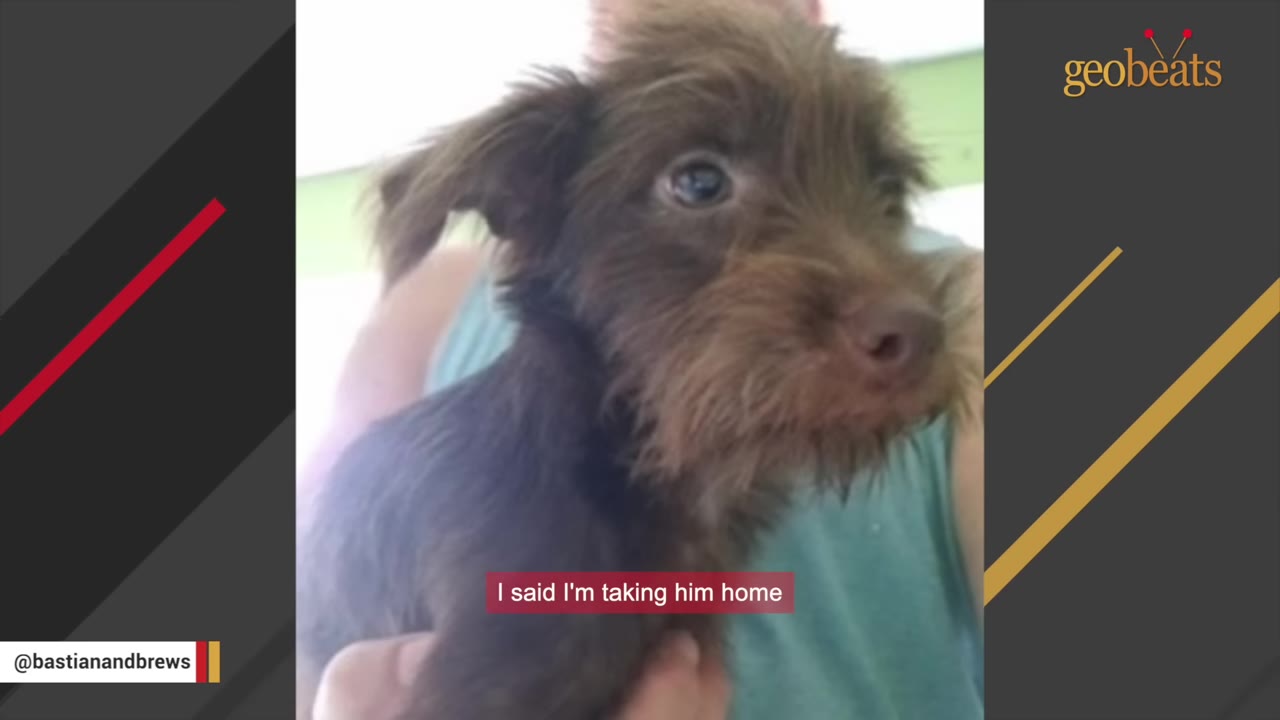 A close-up of a small, scruffy brown puppy being held, looking directly at the camera with wide eyes.