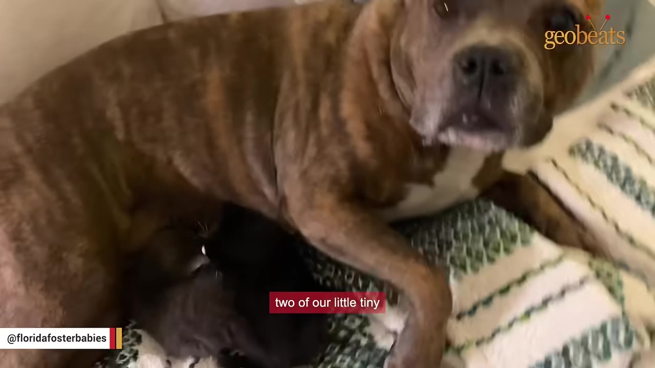 A brindle dog lies on a patterned blanket, looking up with a gentle expression as a small black kitten nestles close to its chest.