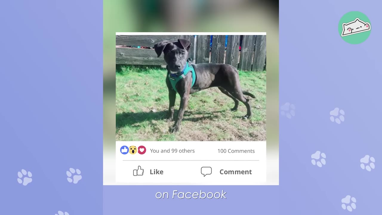A social media post mockup showing a black puppy wearing a green harness standing on grass in front of a wooden fence, with Facebook-style like and comment buttons below.