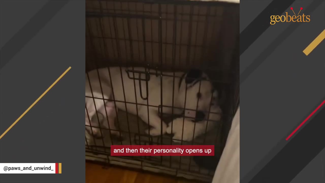 A white dog with black spots lies quietly inside a wire crate.