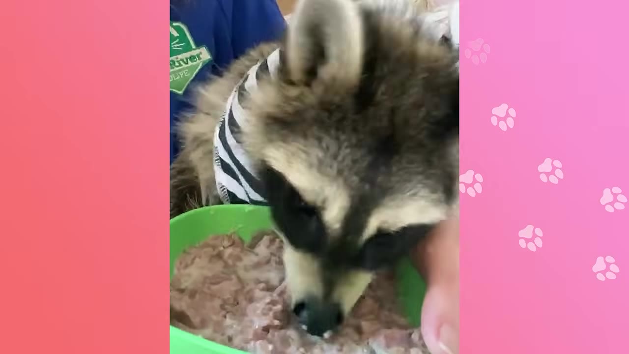 A close-up shot of Boone the raccoon wearing a striped harness, eating food from a green bowl while being held by a person wearing a blue shirt.