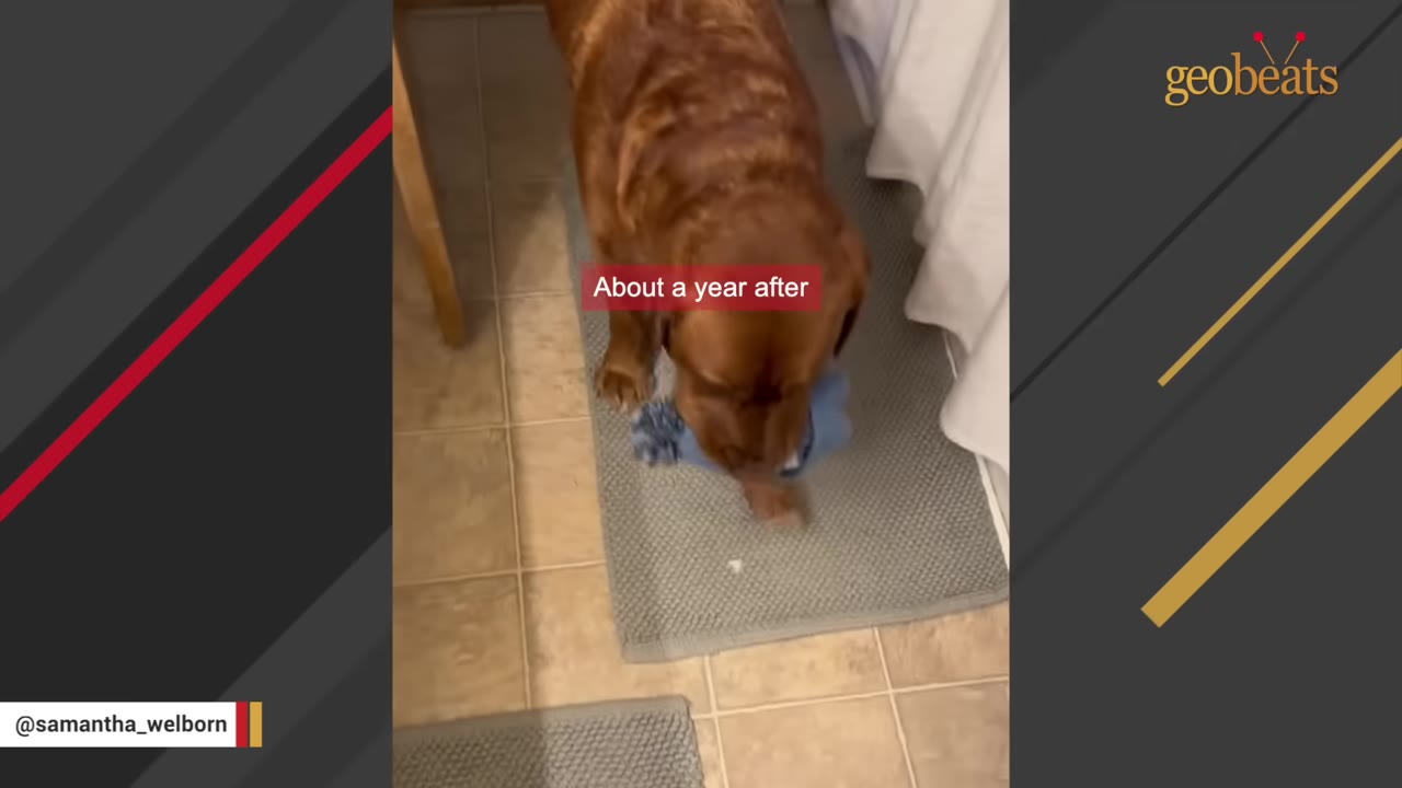 A brown dog carrying a blue knit item in its mouth while standing on a grey bath mat.