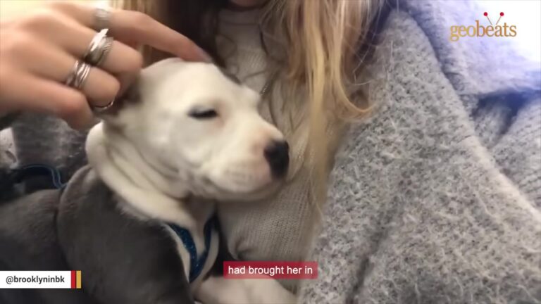 New York Puppy Loses Her Shot At TV For Being Too Small, Then Her Day Takes A Completely Different Turn