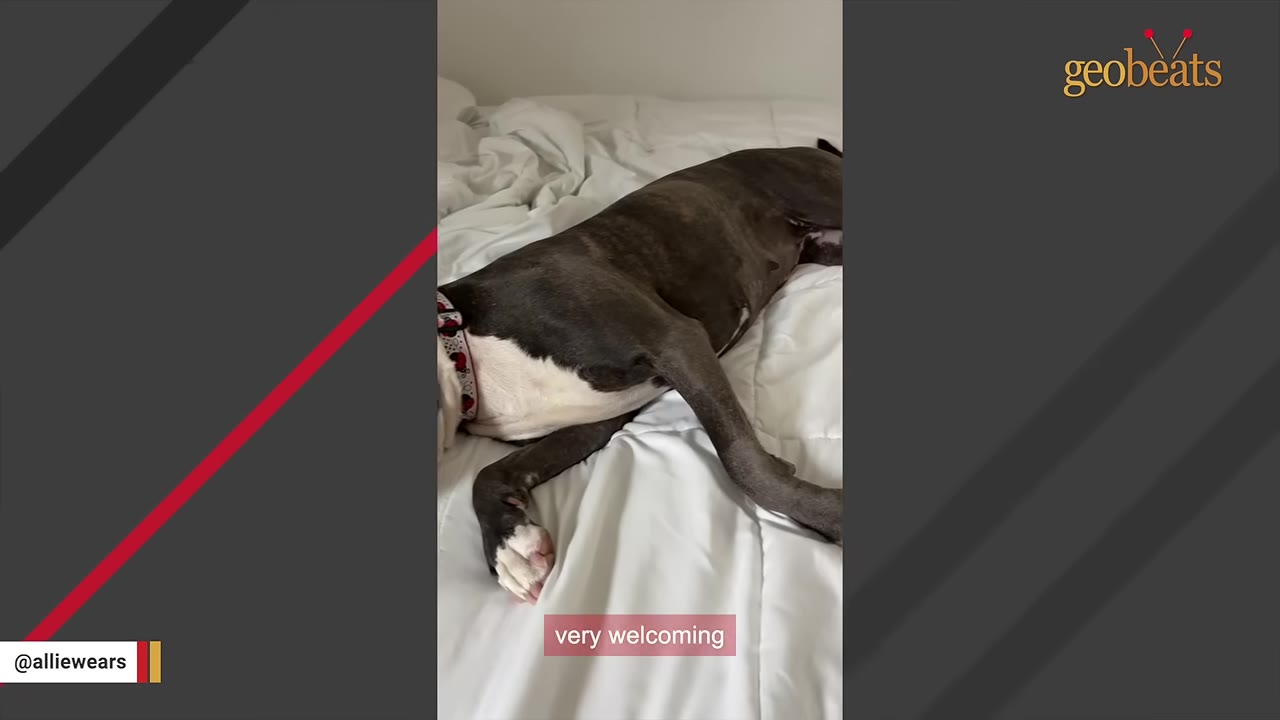 A dark-colored dog with white paws and a white chest lies on a white bed.