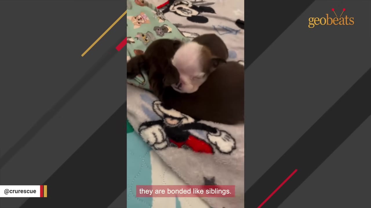 A close-up shot of two small puppies cuddling together on a Mickey Mouse blanket, with one puppy resting its head on the other.