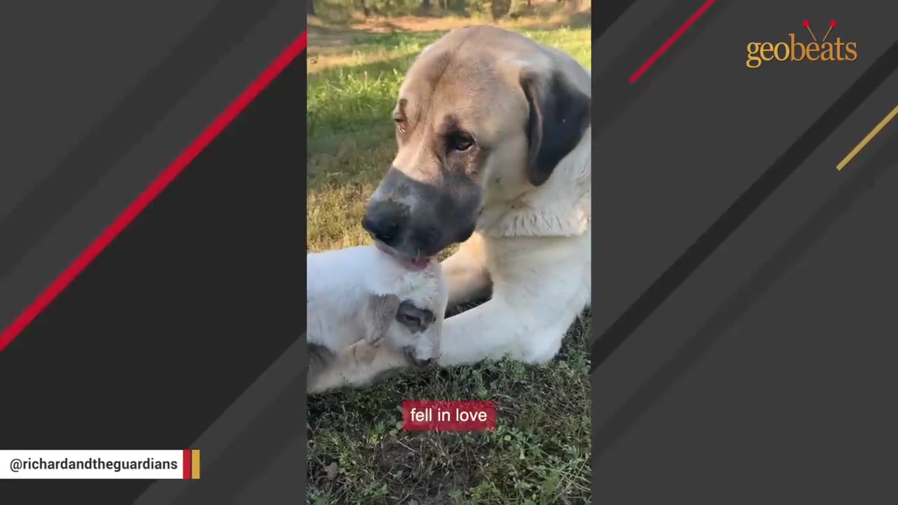A large tan dog gently licks the head of a small white lamb resting on the grass.