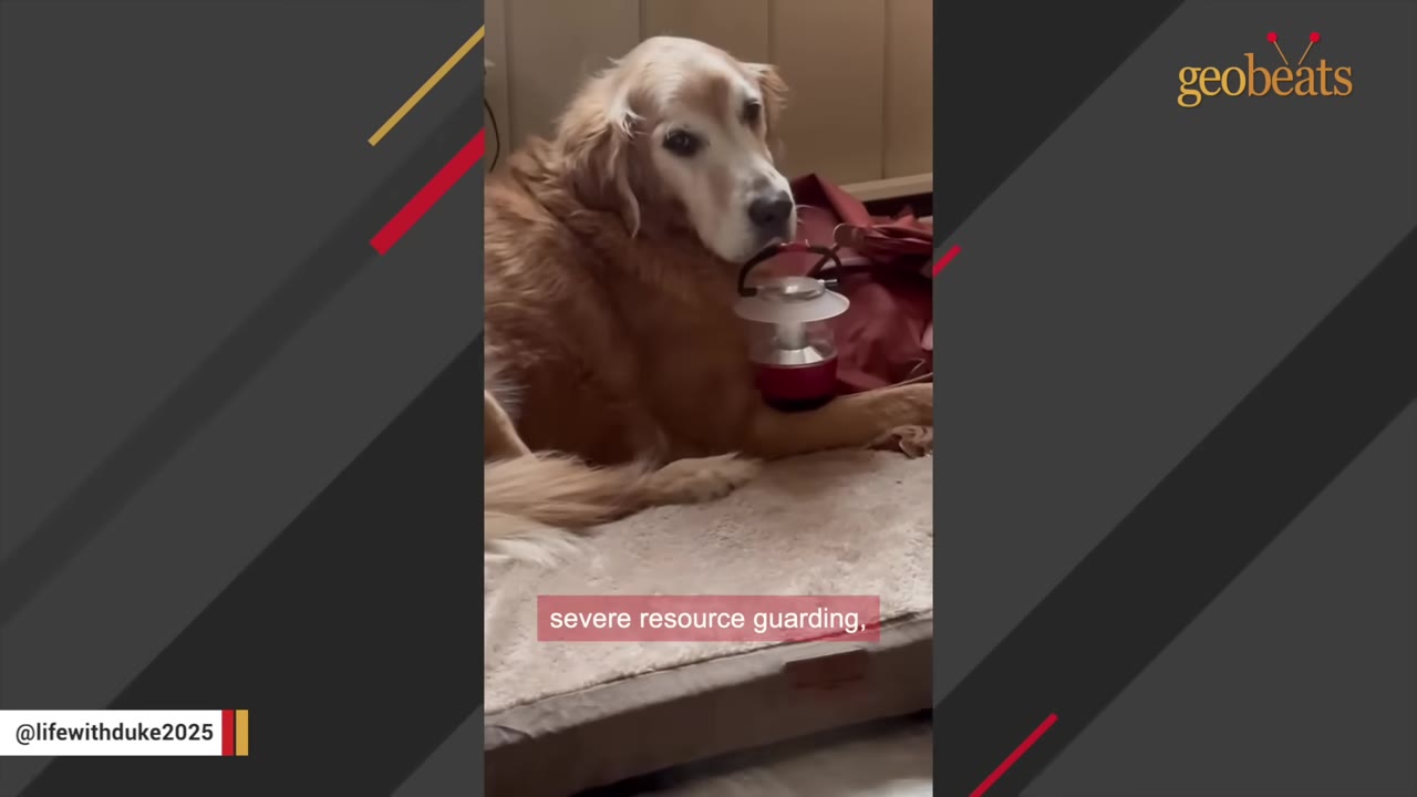 A golden retriever lying on a dog bed, holding a small red and white lantern in its mouth.