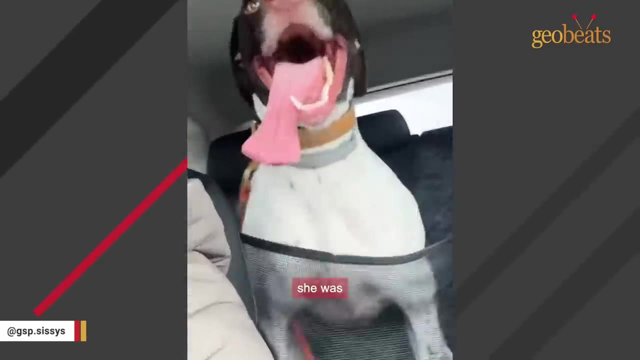 A happy dog with its mouth wide open and tongue hanging out sits in the back seat of a car.