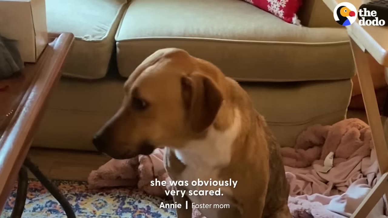 A brown and white dog sitting on a pink blanket in a living room, looking anxious and fearful.