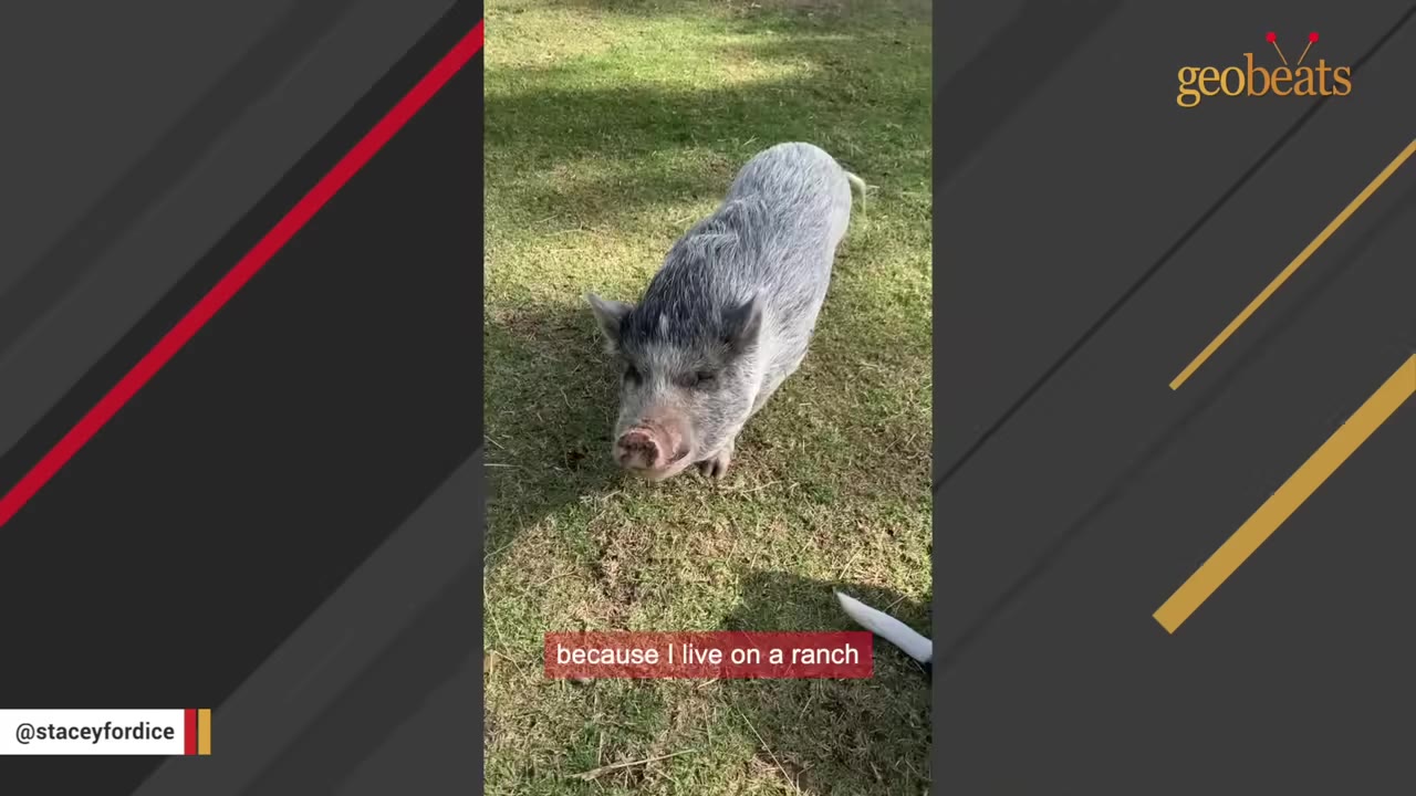 A grey and white pig stands on a grassy field at a ranch.