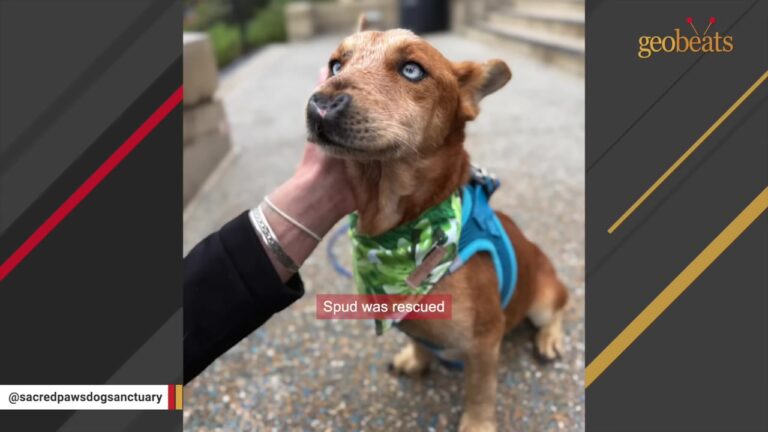 California Foster Mom Wasn’t Sure The Street Dog Liked Her Until He Did Something Unexpected