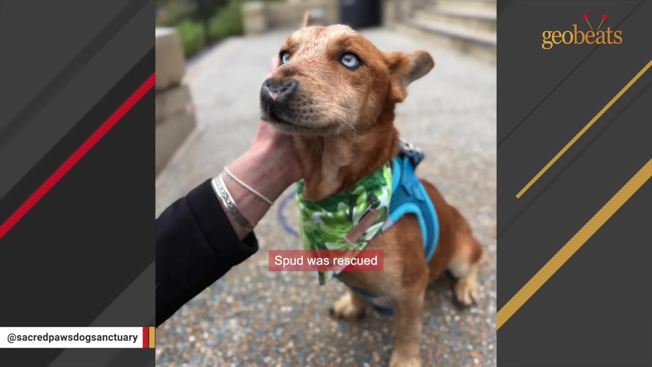 A close-up shot of a small brown dog with striking blue eyes wearing a green leaf-patterned bandana and a blue harness, being gently petted under the chin by a person's hand.