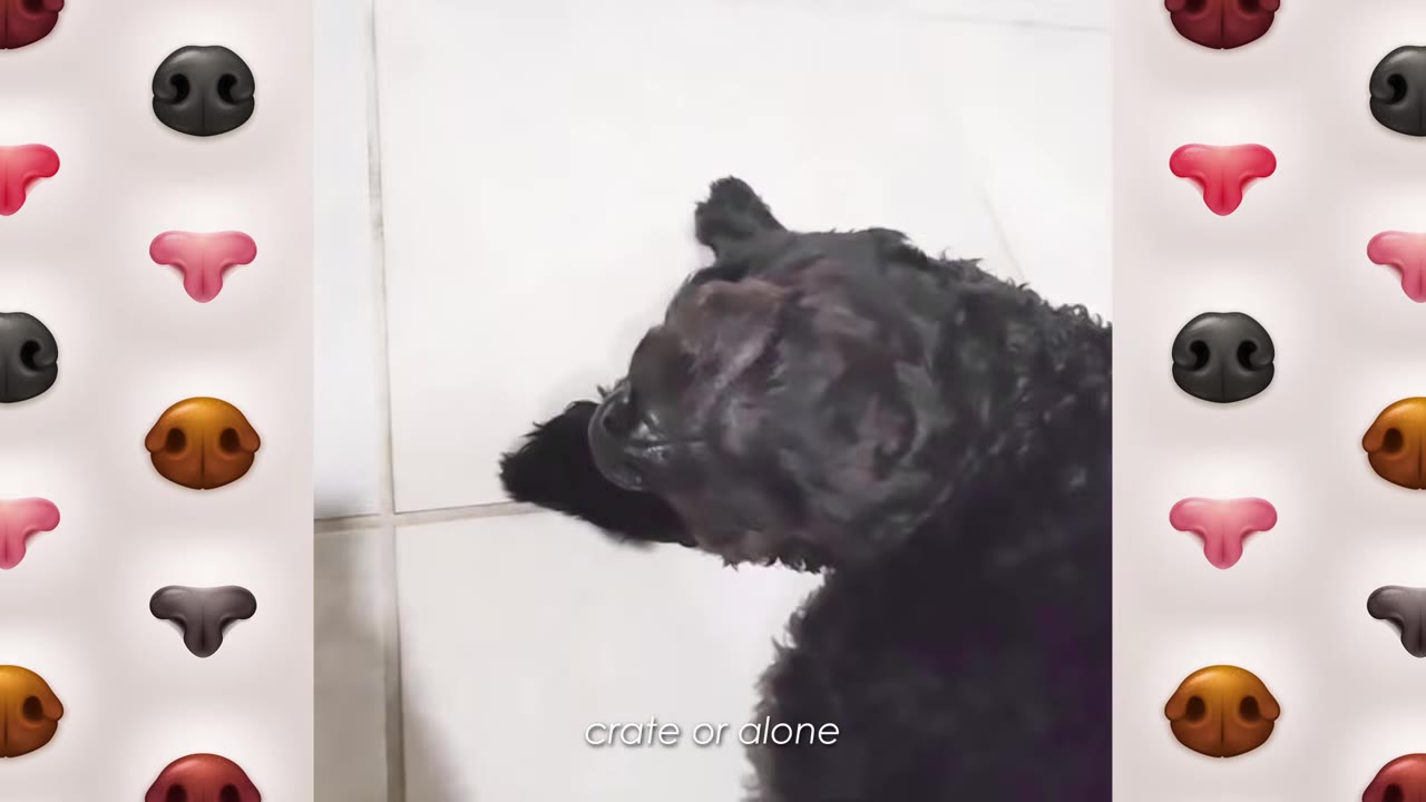 A black curly-haired dog lying down on a tiled floor, looking away from the camera.