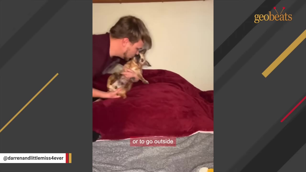 A man gently lifts a small, senior brown dog from a bed with a red blanket, kissing the dog on the head.