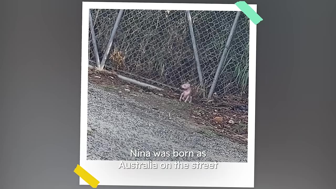 A small, hairless puppy sits on a gravel roadside next to a chain-link fence.