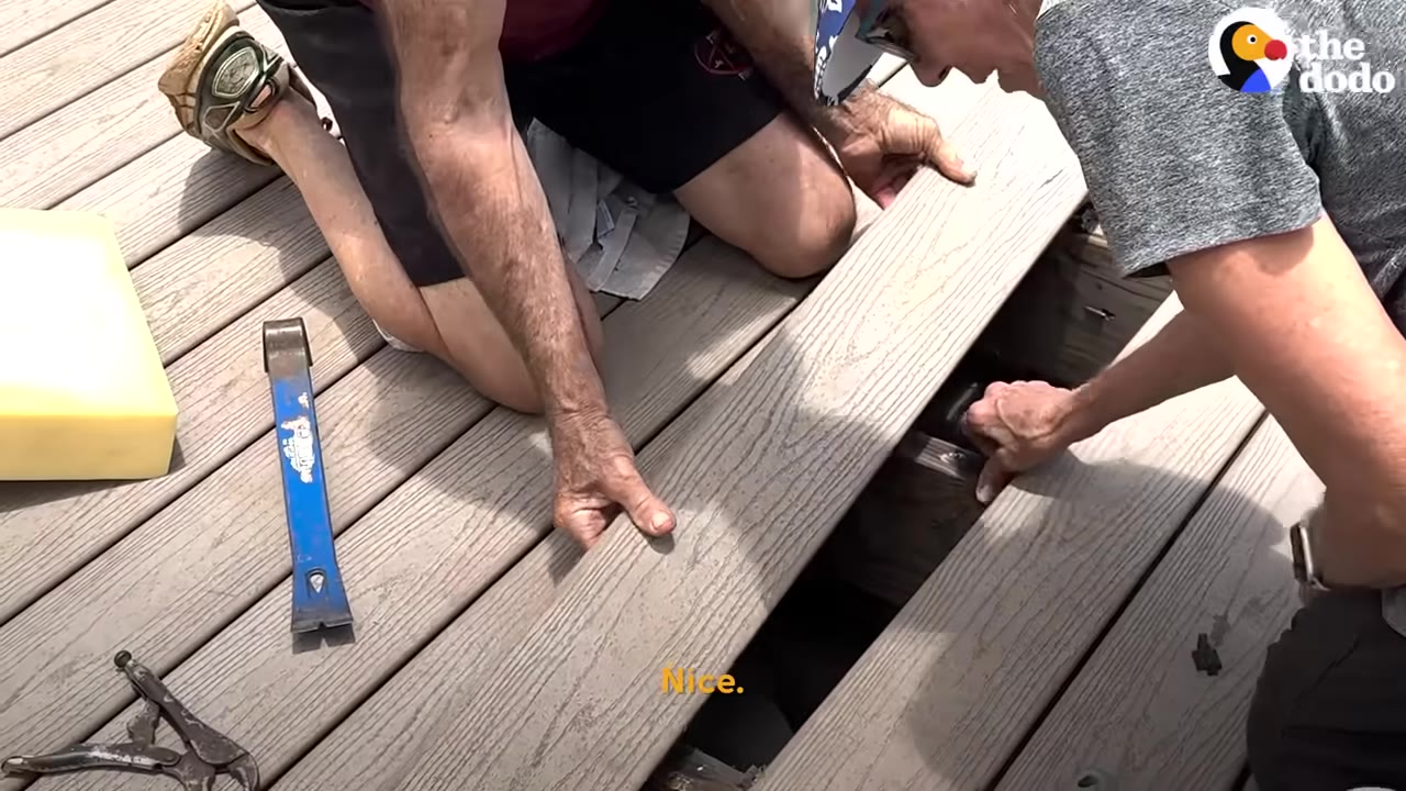 Two people kneeling on a wooden deck, lifting a deck board to peer into the dark space underneath.