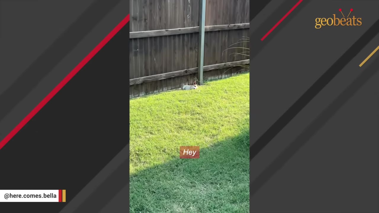 A small white and brown dog lies in the grass next to a wooden fence, keeping its distance.