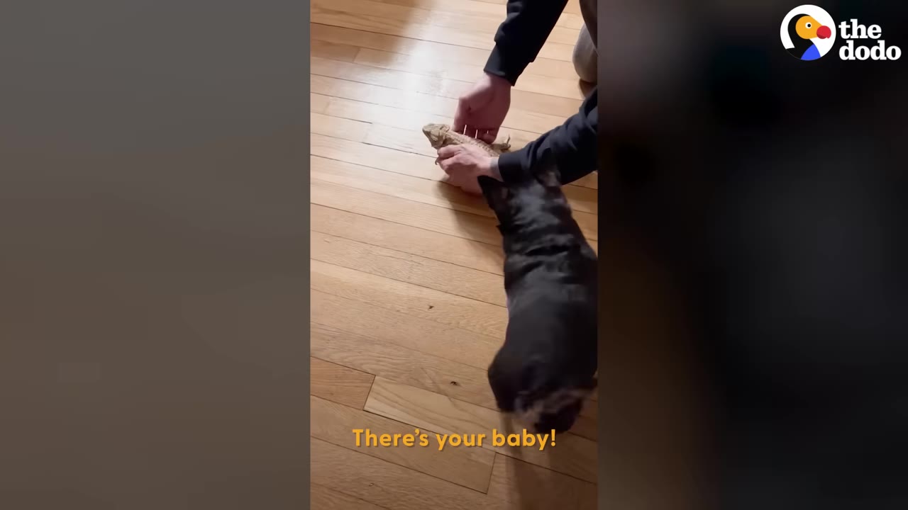 A person's hands gently place a bearded dragon onto a wooden floor in front of a small black dog.