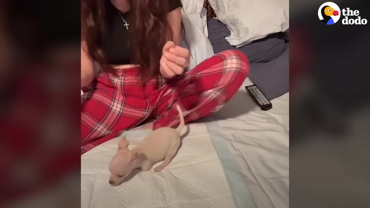 A tiny light-colored puppy stands on a white training pad on a bed, in front of a person wearing red plaid pajama pants.