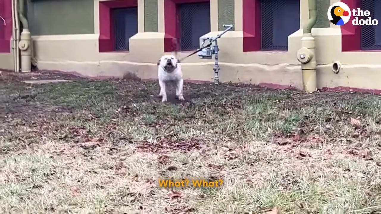 A large white dog stands on a wet, grassy lawn next to a building, tied to an outdoor pipe.