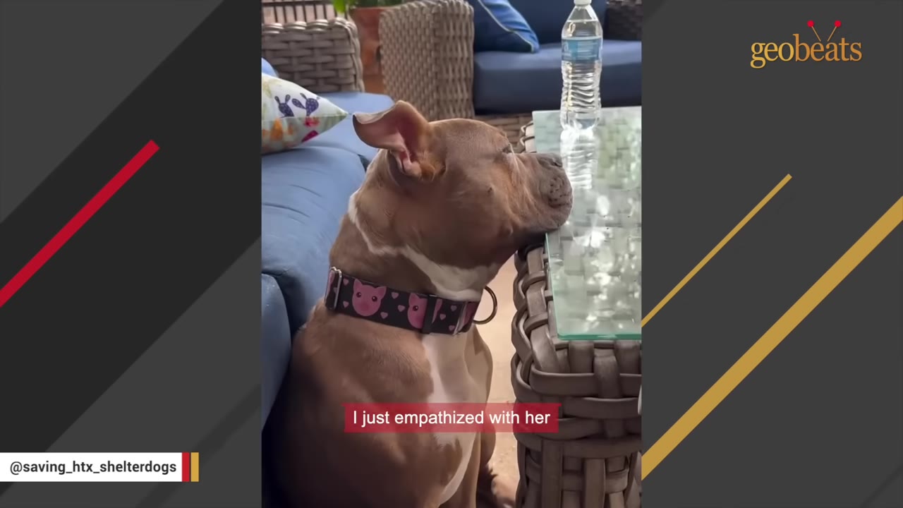 A brown and white dog wearing a pink collar with cartoon pigs rests its chin on a glass-topped outdoor table.