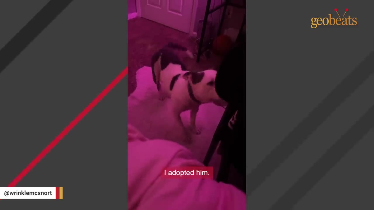 A black and white dog stands on a light-colored rug in a room with pink lighting.