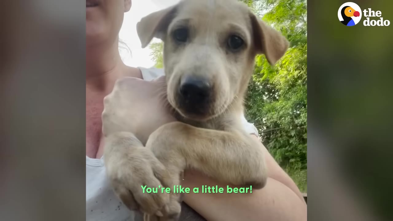 A light brown puppy being held closely by a person, looking directly at the camera with a subtitle that reads 'You're like a little bear!'