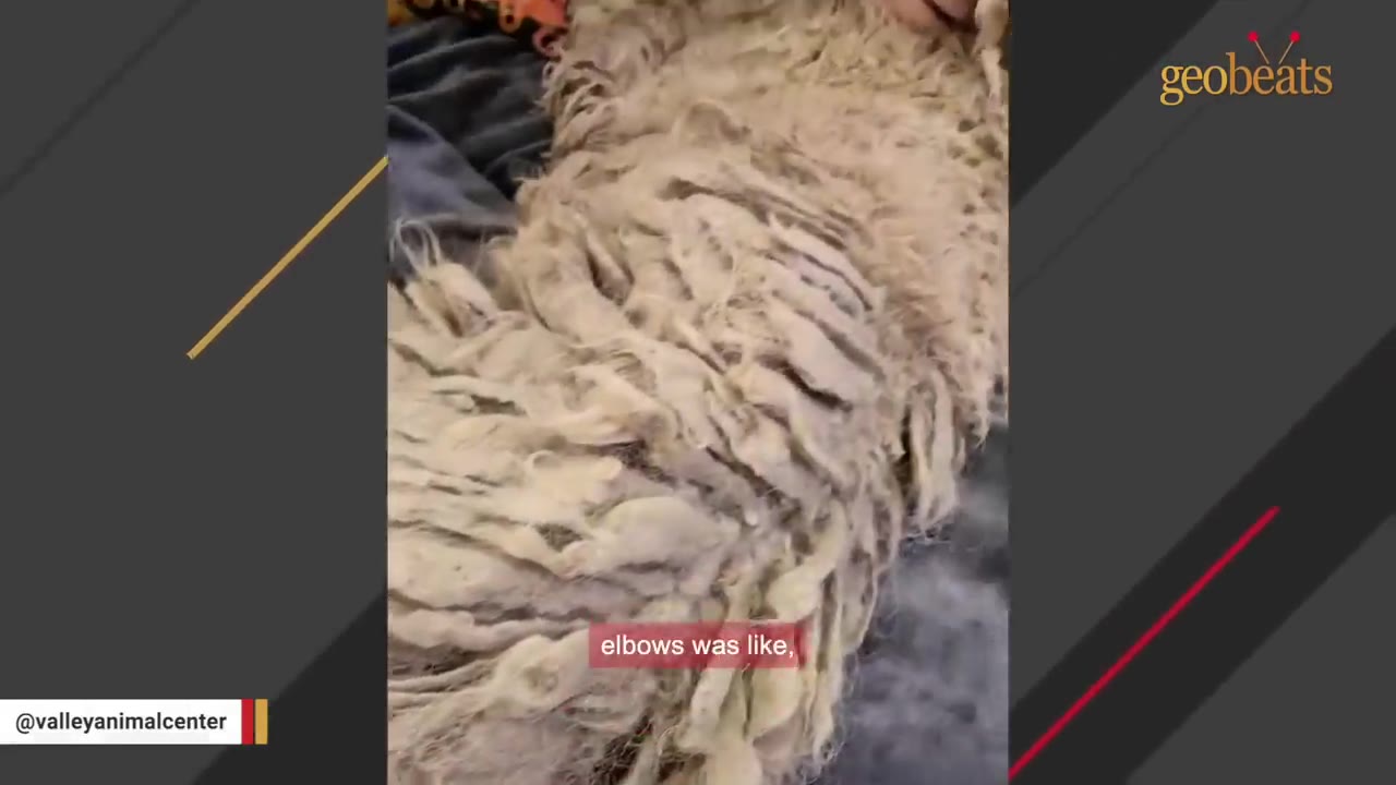 A close-up view of a dog's heavily matted and dirty fur, showing thick, dreadlock-like strands clumped together.