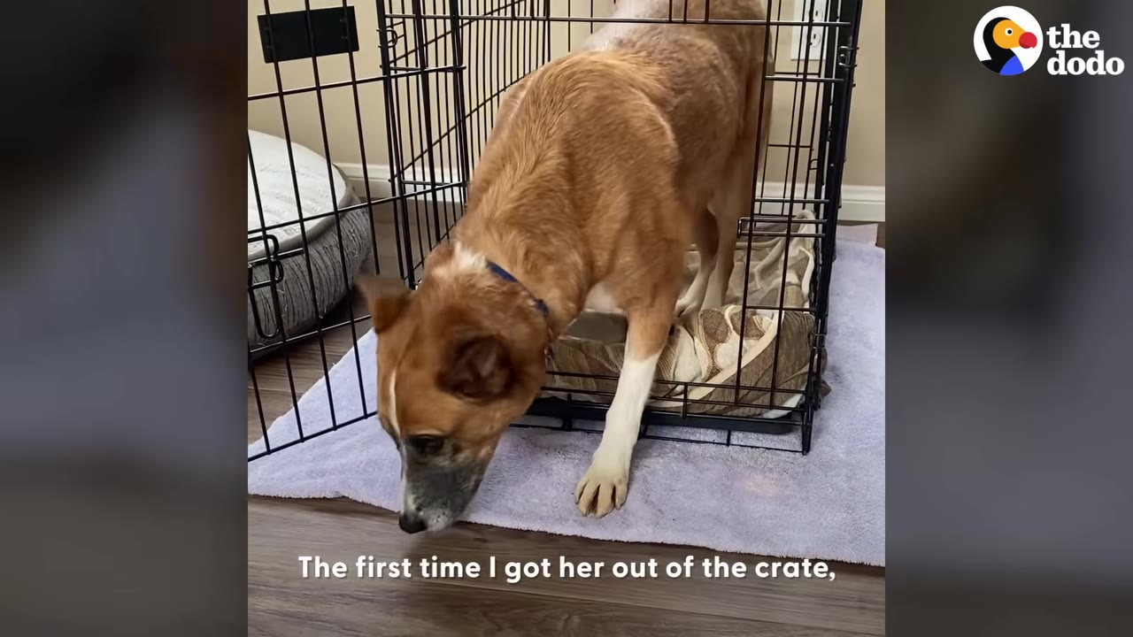 A brown and white dog cautiously steps out of a wire crate onto a light purple towel, sniffing the floor.