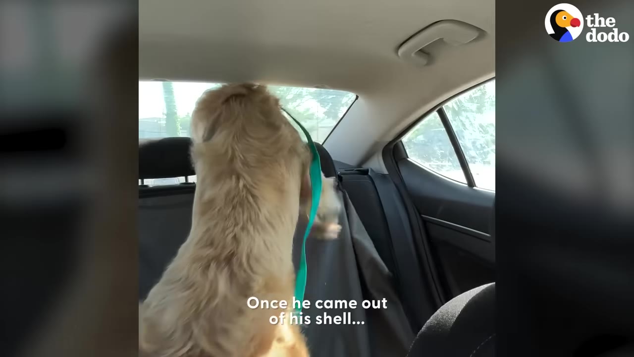 A golden-colored dog with a green leash stands up on the back seat of a car, looking out the rear window.