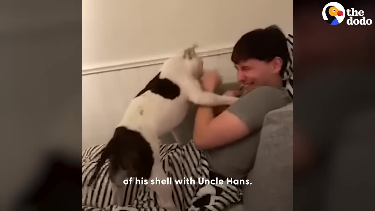 A black and white dog playfully climbs on a smiling man sitting on a couch.