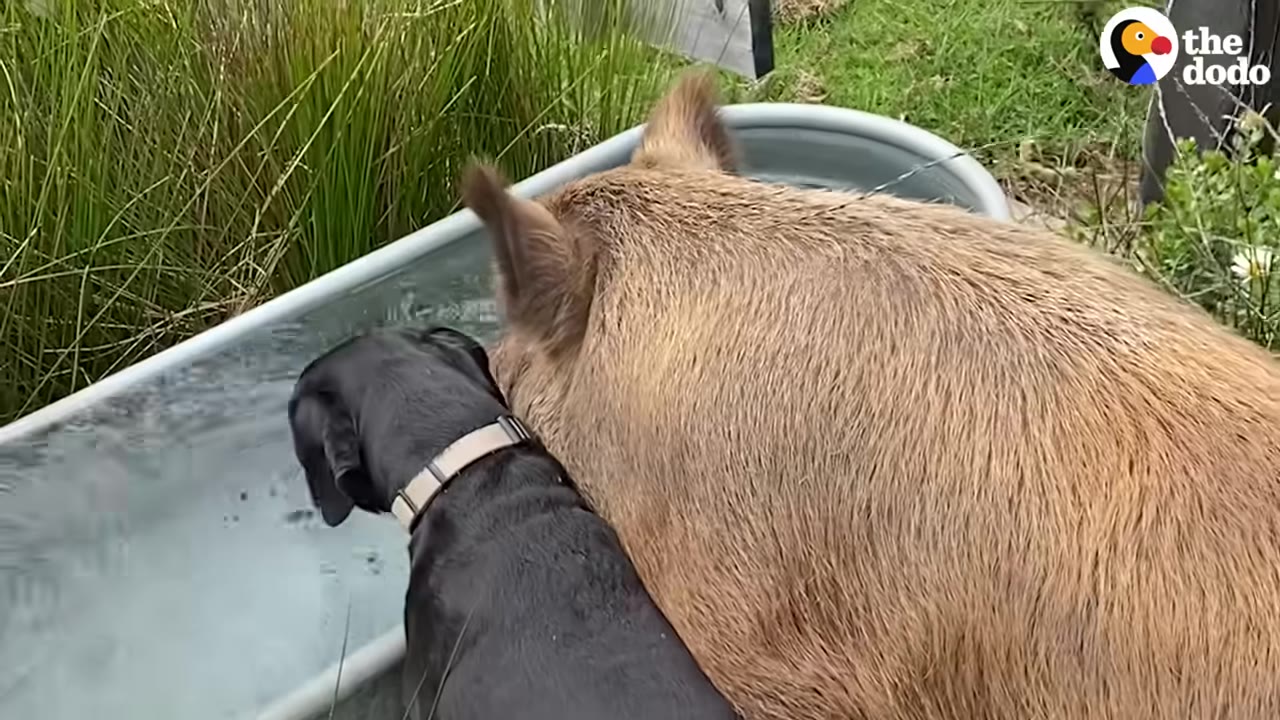 A black dog and a large brown pig stand side-by-side, drinking water from a metal trough outdoors.